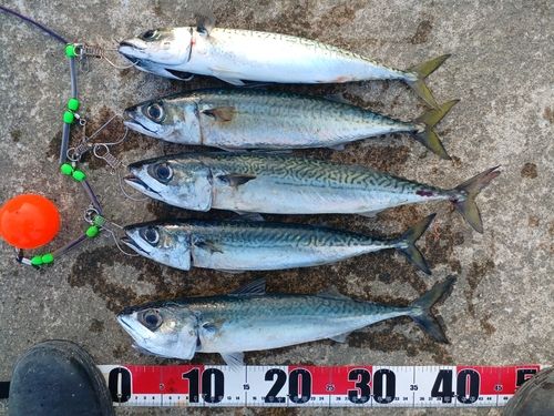 サバの釣果
