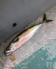 サバの釣果