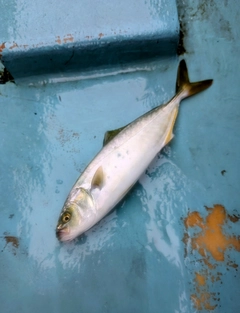 ワカシの釣果