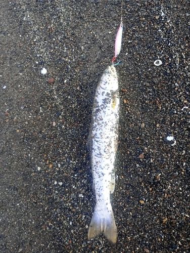 アメマスの釣果