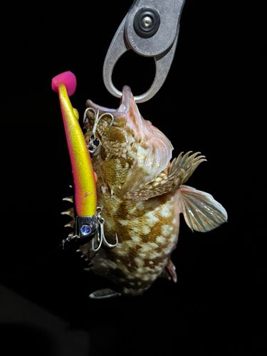 ガシラの釣果