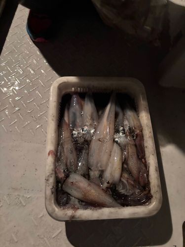 ケンサキイカの釣果