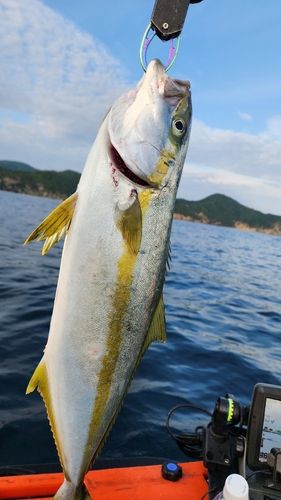 ヒラマサの釣果