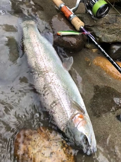 ニジマスの釣果