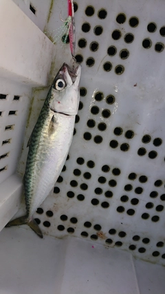サバの釣果