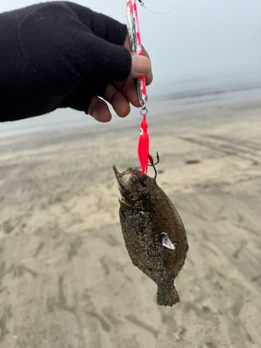 カレイの釣果