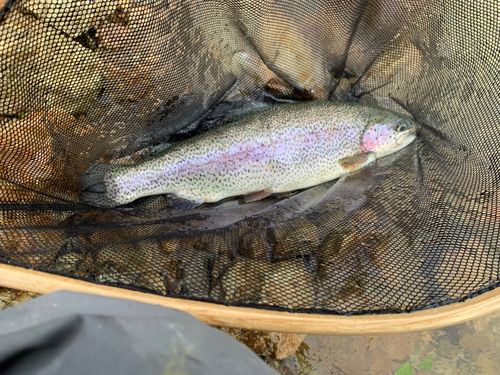 レインボートラウトの釣果