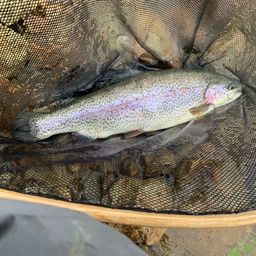 レインボートラウト