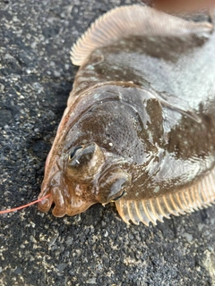 カレイの釣果