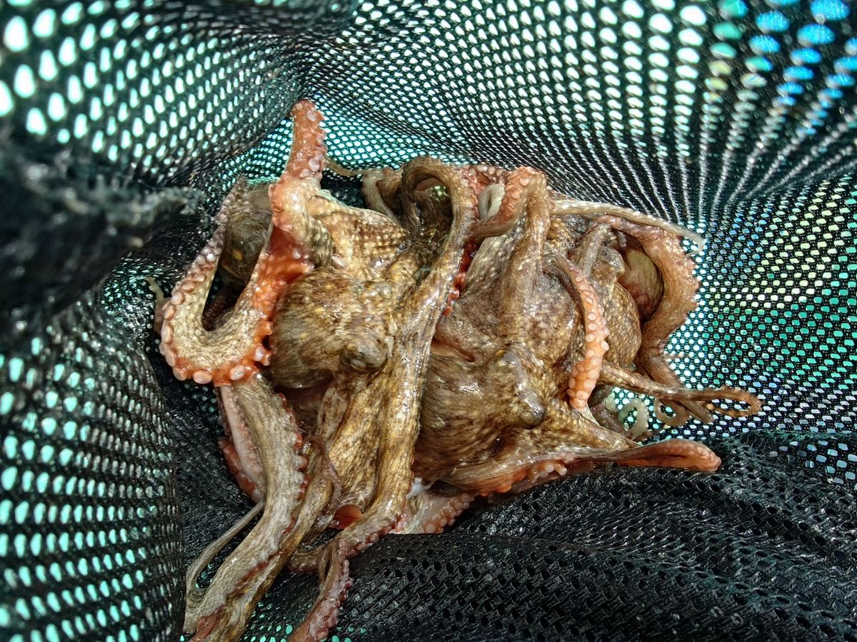 変態様さんの釣果 2枚目の画像