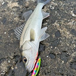 セイゴ（マルスズキ）