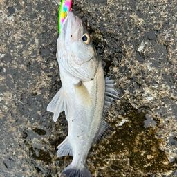 セイゴ（マルスズキ）