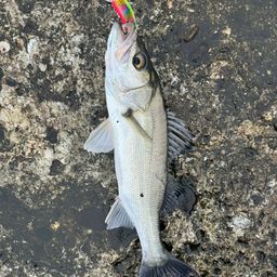 セイゴ（マルスズキ）