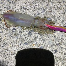 ケンサキイカ