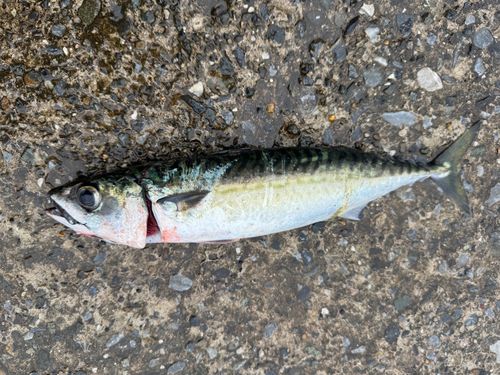 サバの釣果