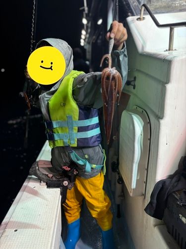 スルメイカの釣果