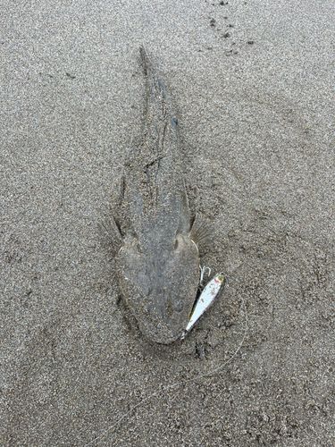 マゴチの釣果