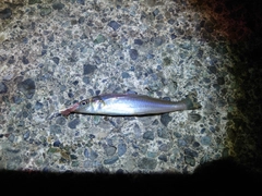 キスの釣果