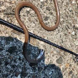 ダイナンウミヘビ