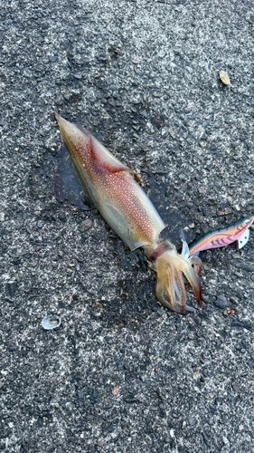 ケンサキイカの釣果