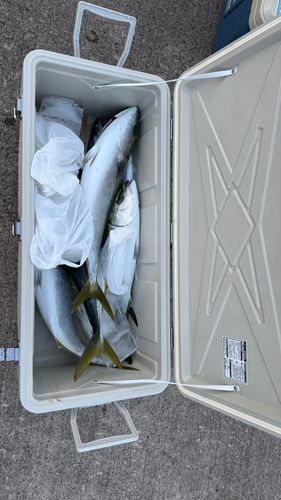 ワラサの釣果