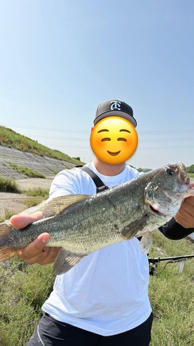 ラージマウスバスの釣果