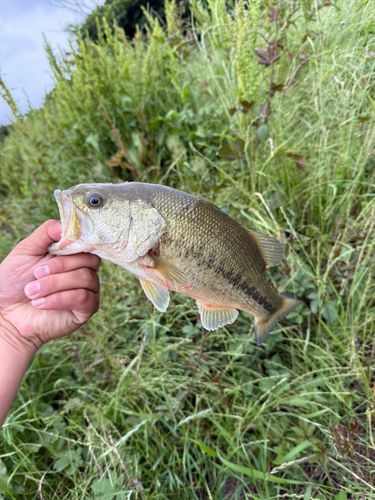 ラージマウスバスの釣果