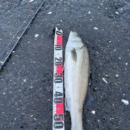 セイゴ（マルスズキ）