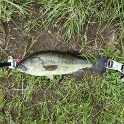 ラージマウスバス