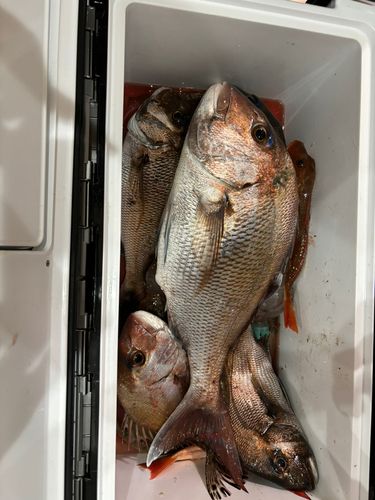 マダイの釣果