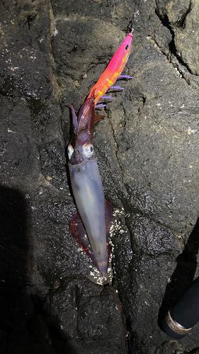 ケンサキイカの釣果