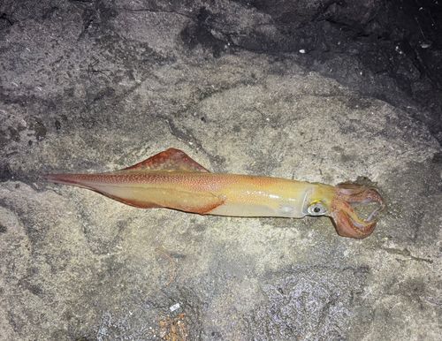 ヤリイカの釣果