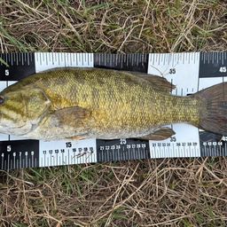 スモールマウスバス