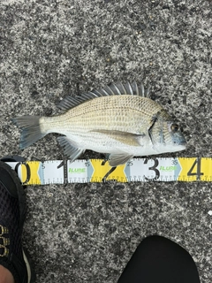 ミナミクロダイの釣果