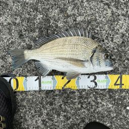 ミナミクロダイ