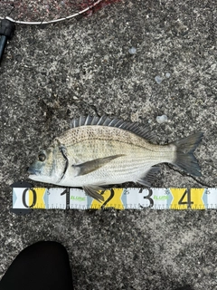 ミナミクロダイの釣果