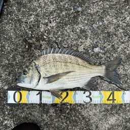 ミナミクロダイ