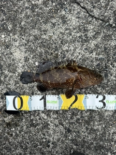 マダラハタの釣果
