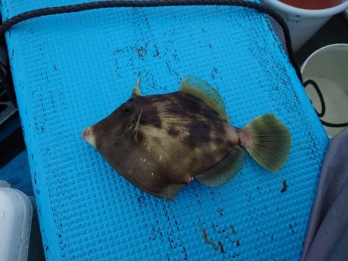 カワハギの釣果