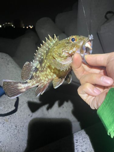 ガシラの釣果