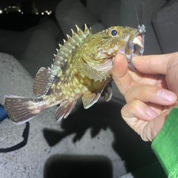 ガシラ