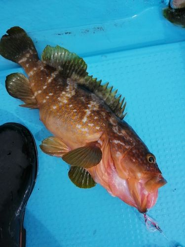 キジハタの釣果