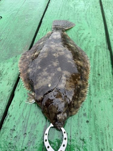 カレイの釣果