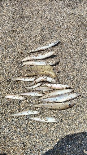 キスの釣果