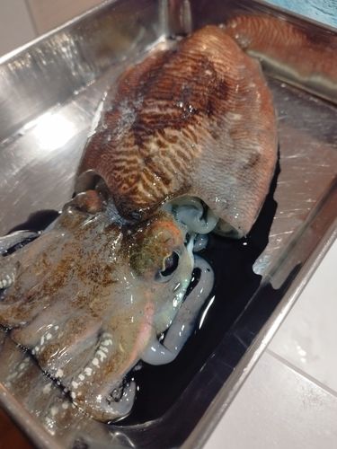 コウイカの釣果