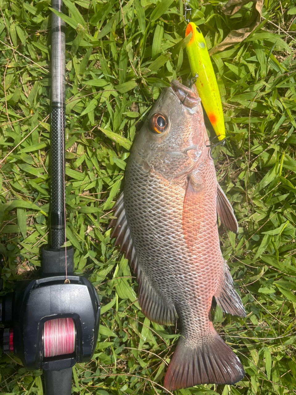 マングローブジャック