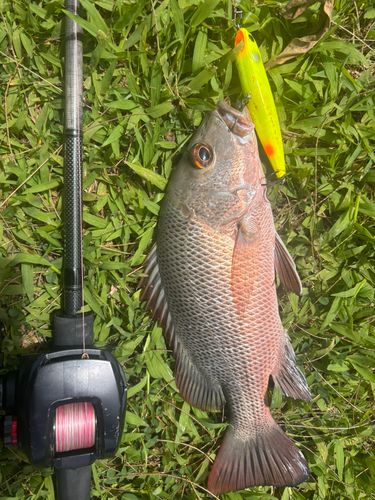 マングローブジャックの釣果