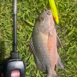 マングローブジャック