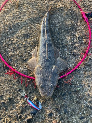 マゴチの釣果