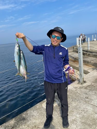 サバの釣果